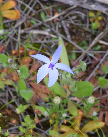 Cyanicula - Orchid-blue-fairy2-Orchid-Ridge-Sep-2018p0001.JPG